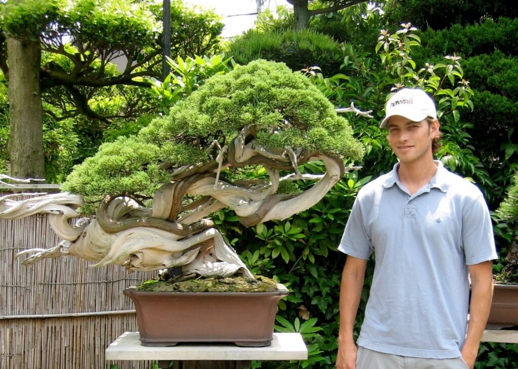Juniper bonsai Tree
