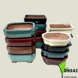 Get the beautifully glazed ceramic pots for bonsai