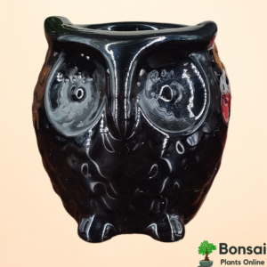 Get this beautiful and unique glazed ceramic bonsai pot