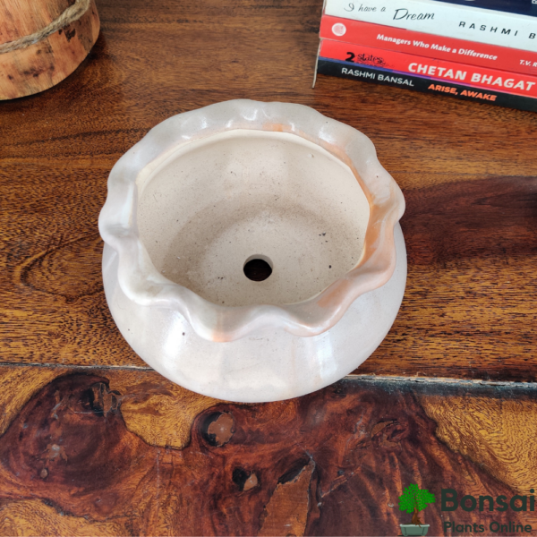 Get the beautiful pot-bellied ceramic bonsai pot