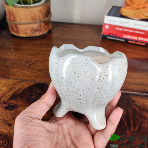Get this glazed and rounded and ceramic bonsai pot