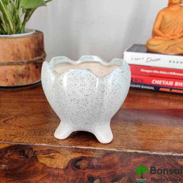 Get this glazed and rounded and ceramic bonsai pot