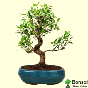 Get the auspicious 5 years old Ficus bonsai tree for sale in India