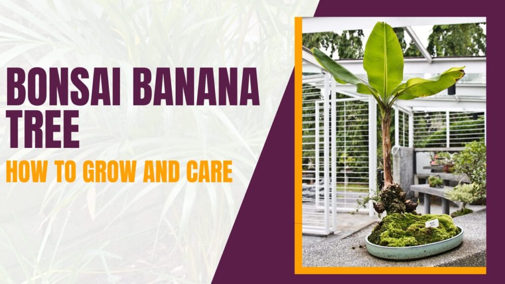 bonsai banana tree