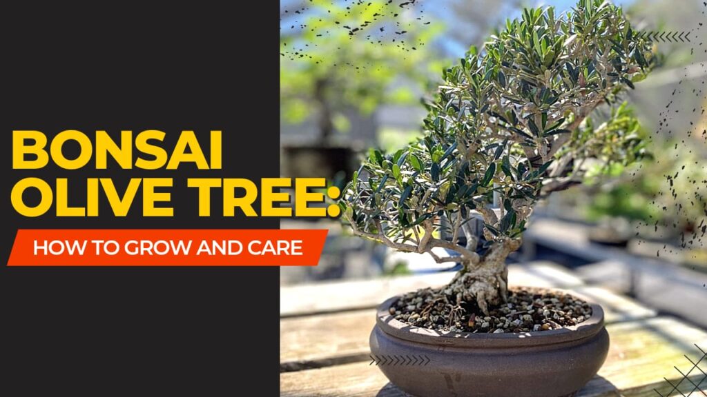 bonsai olive tree