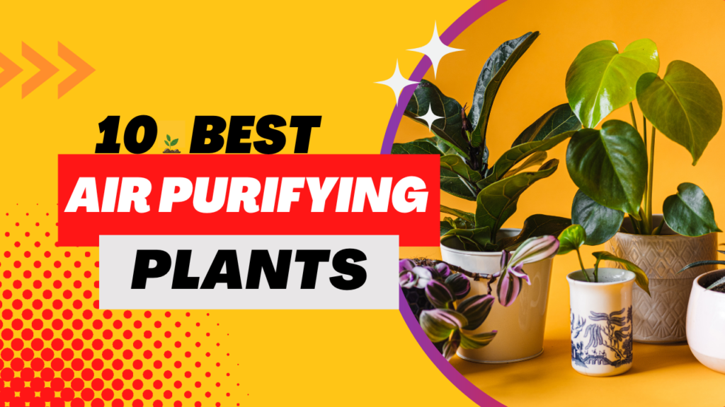 air purifying plants