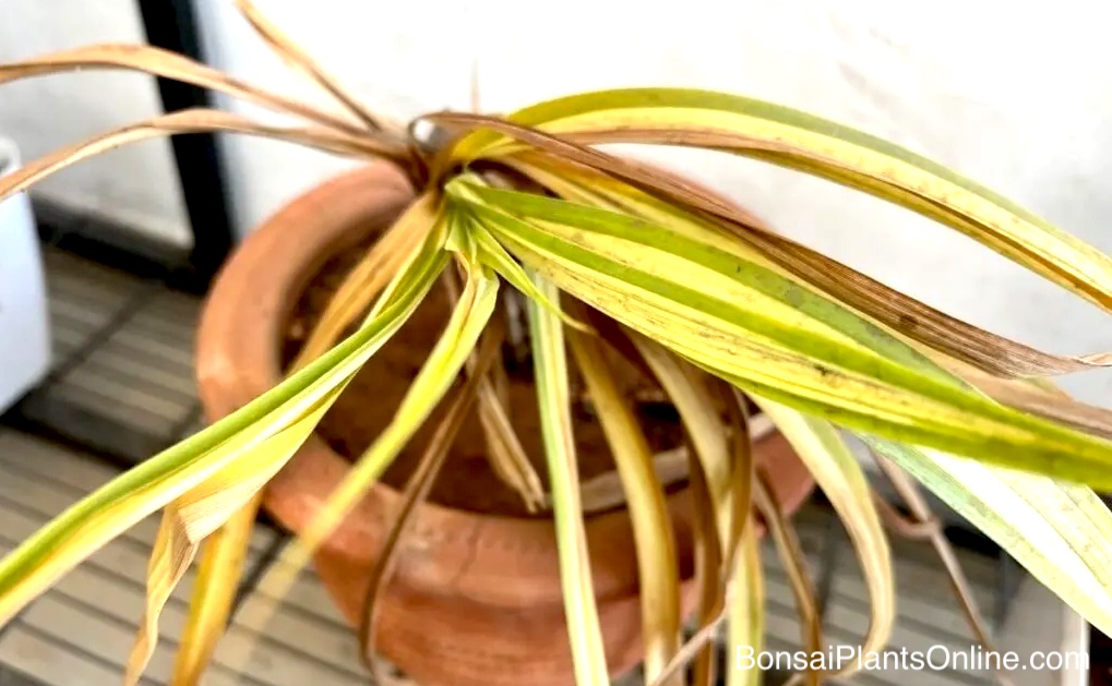 how to identify overwatered spider plant