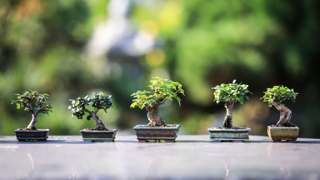 Bonsai Plants to Grow in Summers